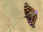 Kleiner_Schillerfalter-Apatura_ilia-02_08_2019.jpg