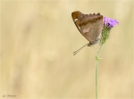 Kleiner_Schillerfalter-Apatura_ilia-02_August_2019.jpg