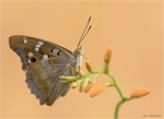 Kleiner_Schillerfalter-Apatura_ilia-05_08_2018.jpg