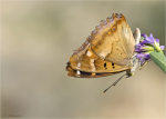 Kleiner_Schillerfalter-Apatura_ilia-14_08_2022.jpg
