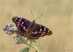 Kleiner_Schillerfalter-Apatura_ilia-20_08_2019.jpg