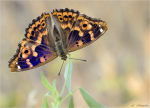 Kleiner_Schillerfalter-Apatura_ilia-August_2022.jpg