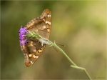 Kleiner_Schillerfalter-Apatura_ilia-offene_Fluegelunterseite.jpg