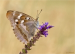 Kleiner_Schillerfalter-Apatura_ilia-roetliche_Faerbung-Juli_2019.jpg