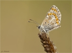 Kleiner_Sonnenroeschen-Blaeuling-Aricia_agestis-09_09_2016.jpg