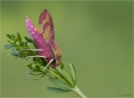 Kleiner_Weinschwaermer-Deilephila_porcellus-April_2020.jpg