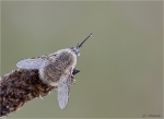 Kleiner_Wollschweber-Bombylius_minor-10_07_2016.jpg