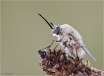 Kleiner_Wollschweber-Bombylius_minor.jpg