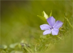Kleines_Immergruen-Vinca_minor-April_2015.jpg