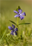 Kleines_Immergruen-Vinca_minor.jpg