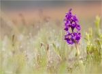 Kleines_Knabenkraut-Orchis_morio.jpg
