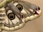 Kleines_Nachtpfauenauge-Female-Fluegeldetail.jpg