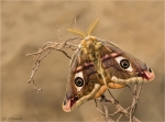 Kleines_Nachtpfauenauge-Saturnia_pavonia-male.jpg