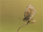 Kleines_Wiesenvoegelchen-Coenonympha_pamphilus-10_05_2017.jpg