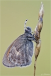 Kleines_Wiesenvoegelchen-Coenonympha_pamphilus_2014.jpg