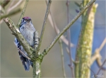 Kleinspecht-lesser_spotted_woodpecker.jpg