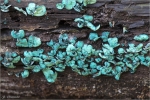 Kleinsporiger_Gruenspanbecherling-2012.jpg
