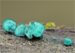 Kleinsporiger_Gruenspanbecherling-Chlorociboria_aeruginascens-30_10_2016.jpg