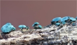 Kleinsporiger_Gruenspanbecherling-Chlorociboria_aeruginascens-Januar_2016.jpg