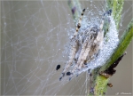 Koerbchenspinne-Agalenatea_redii-2010.jpg