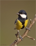 Kohlmeise-great_tit-22_12_2015.jpg