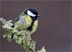 Kohlmeise-great_tit-23_02_2016.jpg