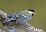 Kohlmeise-great_tit-Jungvogel-2015.jpg