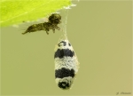 Kokon_einer_parasitaeren_Schlupfwespe-Campopleginae-mit_Raupe.jpg