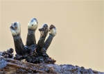 Konidien_Schwarzbecher-Holwaya_mucida-Oktober_2014.jpg