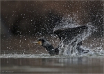 Kormoran-cormorant-beim_Baden.jpg