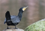 Kormoran-cormorant.jpg