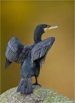 Kormoran-cormorant_2.jpg