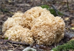 Krause_Glucke-Sparassis_crispa-September_2015.jpg