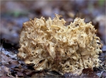 Krause_Glucke-Sparassis_crispa.jpg