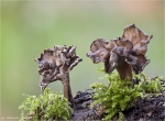 Krause_Kraterelle-Craterellus_sinuosus-2014.jpg
