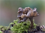 Krause_Kraterelle-Craterellus_sinuosus.jpg