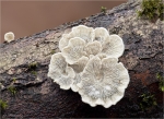 Krauser_Adernzaehling-Plicaturopsis_crispa.jpg