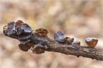 Kreisel_Druesling-Exidia_recisa.jpg