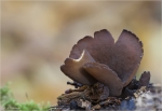 Kroeten_Oehrling-Otidea_grandis.jpg
