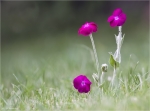 Kronen_Lichtnelke-Silene_coronaria.jpg