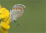 Kronwicken-Blaeuling-Plebejus_argyrognomon.jpg