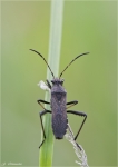 Krummfuehlerwanze-Alydus_calcaratus.jpg