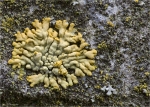 Krustenflechte-Caloplaca_decipiens.jpg