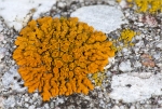 Krustenflechte-Caloplaca_thallincola.jpg
