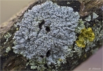 Krustenflechte-Lecanora_allophana.jpg