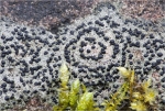 Krustenflechte-Porpidia_crustulata.jpg
