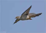 Kuckuck-cuckoo.jpg