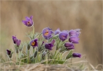 Kuechenschellen-Pulsatilla_vulgaris-20_03_2019.jpg