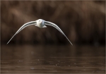 Lachmoewe-black_headed_gull-10_01_2018.jpg