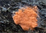 Lachsfarbener_Schleimpilz-Tubifera_ferruginosa.jpg